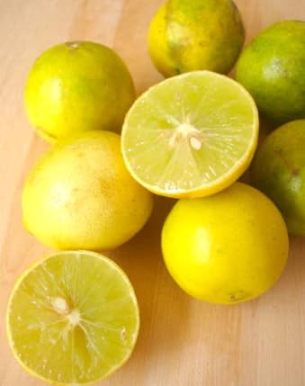 Image of Baramasi Grafted Hybrid Lemon Plant - All Season Kagzi Nimbu Tree for Home Garden | High Yield Fruit Plant Kagzi Lemon Tree Live Plant Hybrid Live Plant For All Season