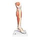 3B Scientific Menschliche Anatomie - Luxus-Muskelunterbein, 3-teilig + kostenlose Anatomie App - 3B Smart Anatomy