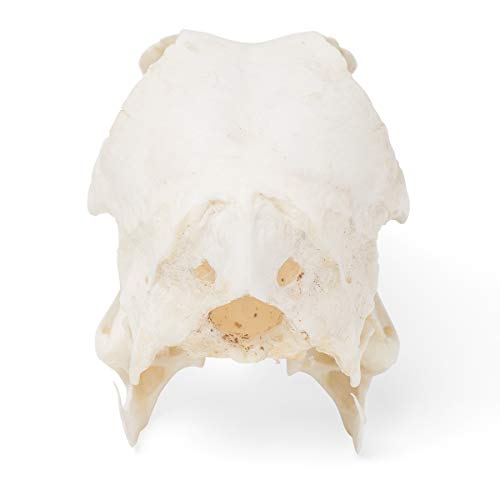 Image of 3B Scientific GmbH T30072 Duck Skull