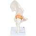 Axis Scientific Life Size Human Hip Bone Anatomy Pelvis Model with Flexible Ligaments and Bony Landmarks – Realistic Design, Includes Base and Product Manual