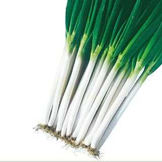 Onion Seeds, Small Bag Approx. 0.2 fl oz 6 ml