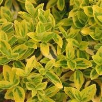 6 x Euonymus fortunei 'Emerald 'n' Gold' Cottage Garden Perennial Plug Plants Shrub
