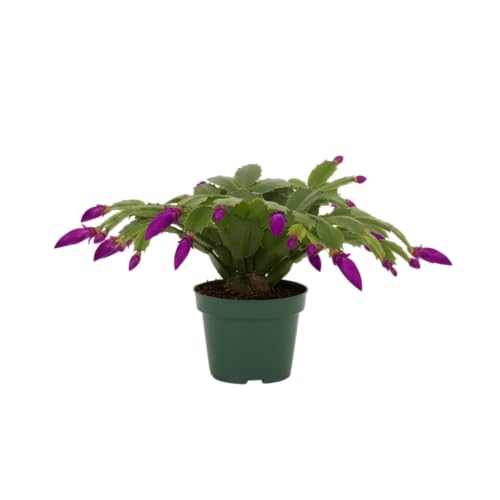DECOALIVE Cactus de Navidad Natural Planta Schlumbergera con Flor de Invierno
