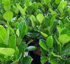 Delorea Jackfruit Grafted 1 Healthy Live Jackfruit Plant (Kathal) (B0DFCHBZ55) Amazon Price History, Amazon Price Tracker