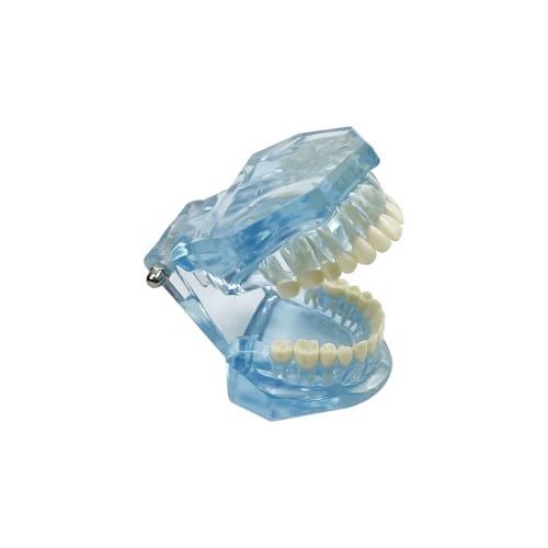 SENLIN DENTAL 1PC Transparent Normal Dental Model, Teeth Dental Teaching Model, Mouth Model for Dentistry Education and Training Demonstrations (Blue)