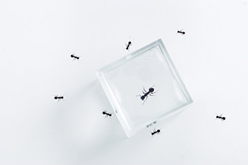 BM-1 ACRYLIC SPECIMEN & BUG MAGNIFIER 1