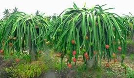 Dragon fruit seeds for planting, Planting seeds for dragon fruits, Dragon fruit planting seed ( 45 seeds )