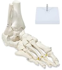 Amazon.co.jp: KIYOMARU 手解剖模型 7パーツ分解 等身大 軟部組織付き