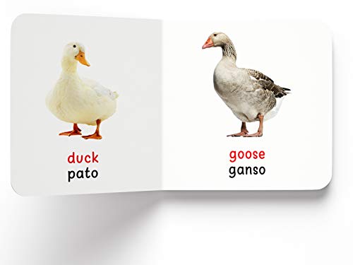 My First Book of Birds (English - Español): Aves