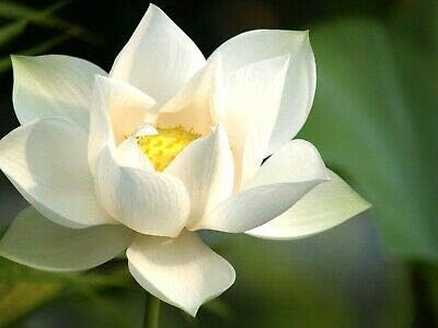 Jade Cup Lotus/Bowl Lotus/Water Lily Flower/Bonsai Lotus/Ponds /5 Fresh Seeds/from"liveseeds"Shop