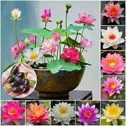Image of Lotus Flower Seeds for Home Garden a€ inch Pack of 7 Seeds | Kamal Beej for Water Gardening | Aquatic Flower Seeds for Balcony, Terrace & Outdoor Garden Pond