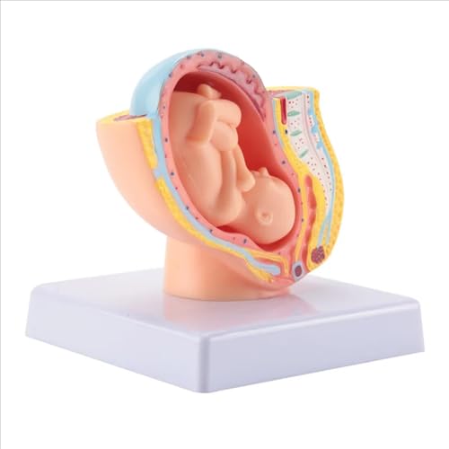 Modelo de desarrollo fetal   Mini réplica desmontable para cursos de maternidad y educación de fertilidad, ideal para enseñar y aprender