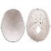 RONTEN Human Skull Model, Skull Anatomy Model, Life Size Replica Medical Anatomy Anatomical Adult Model with Removable Skull Cap and Articulated Mandible, Full Set of Teeth，7.2x4.2x4.95in