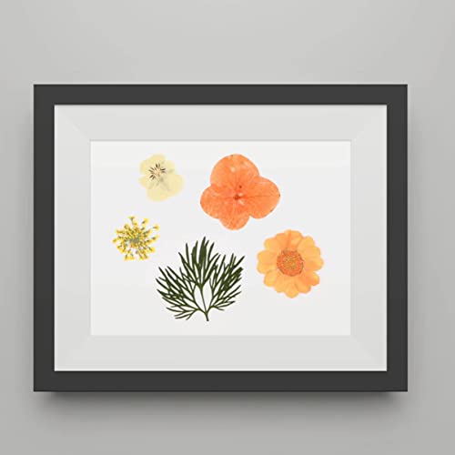Flores secas naturales Lindagary 40 piezas para manualidades miniatura 4