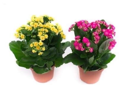 Green view combo "Kalanchoe Yellow & Pink" Life Plant Christmas kalanchoe Grafted hybrid - 2 Healthy Live Super Yielding Early Flower Plant 1-1.5 Ft Height in Nursery Grow Bag for Home Garden (B0CD7V69S7) Amazon Price History, Amazon Price Tracker