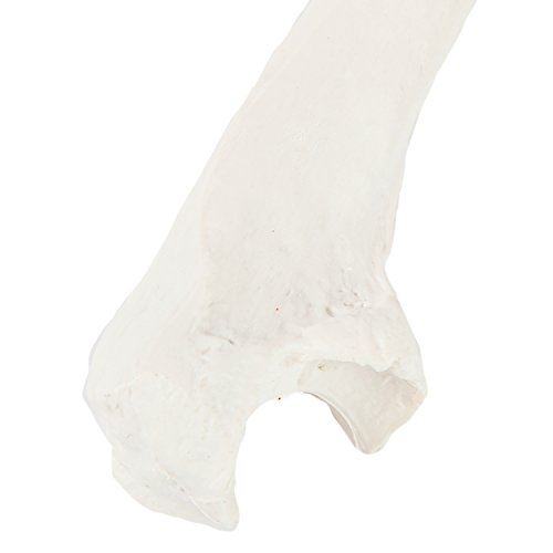 Axis Scientific Ulna Bone Model | Left | Cast From A Real Human Ulna Bone L Forearm Bone Model Has Realistic Texture And Important Bony Landmarks #TOP7