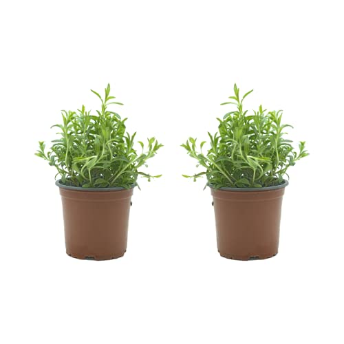 SMPLY. - Planta Ajedrea - Pack 2 - Altura 20 cm - Maceta 10 cm - Hierba Aromática Interior y Exterior - Ideal Huerto Urbano y Jardín - Fácil de Cuidar