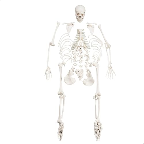 Image of Human Disarticulated Bone Set Skeleton Model | Life Size Premium Anatomy Perfect for Medical Students and Trainer