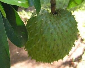 Annona Muricata | Soursop | Dutch Durian | Guanabana | 10_Seeds : Seeds Only