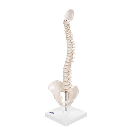 Image of 3B Scientific A18 /21 Mini Human Spinal Column Model - Flexible, On Base, 17.3 inch Height