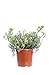 eGarden.store - Pianta vera di Crithmum Maritimum o Finocchio Marino - Altezza pianta: 30 cm Diametro vaso: 17 cm - Pianta rustica con fiori gialli ideale per giardini marittimi o da coltivare in vaso immagine
