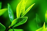 Tea Tree Seeds for Planting - 12 Seeds of Camellia Sinensis Herb Seeds - Made in USA, Ships from Iowa
