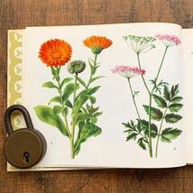 洋書植物 Amazon.co.jp: ドイツの古い植物図鑑(HEILPFLANZEN 2