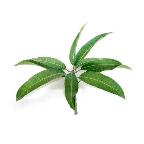 Fresh mango leaves 200 grms Mango leaves contain all nutrients that are essential for skin health.