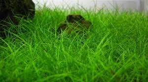 Maalavya Eleocharis Parvula Japanese Grass Live Aquarium Aquatic Plant with Pot (Pack Of 3) (B0BN7X8BVB) Amazon Price History, Amazon Price Tracker
