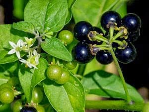 Asha Groups Manathakkali Seeds/Sukkutti Keerai/MAKOY/BLACK NIGHT SHADE/SUNBERRY WONDER CHERRY SEEDS Pack of 100Pcs (B0C616TMP8) Amazon Price History, Amazon Price Tracker