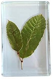 Chestnut Specimen Plants Specimen - Transparent Resin Teaching Resources Plant Embedded Specimen Crafts - for Plant Anatomy Biological Model Teaching Instrument