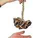 GMP Pangi Seed Shell Shaker/Nutshell Percussion Sound Effect, Comes with Rope Handle/Bamboo Handle, Authentic Traditional Rattle (Natural)