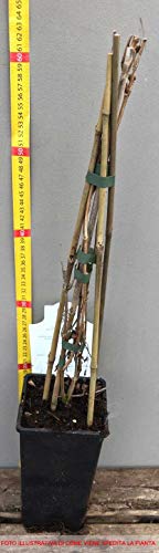 Bignonia campsis madame galen pianta da fiore