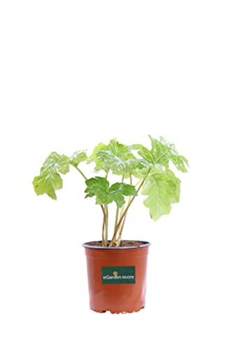 Pianta di Acanto Pianta di Acanthus Mollis pianta da esterno pianta da giardino pianta perenne pianta da fiore bianco rosa pianta ornamentale di Acanto pianta vera venduta da eGarden.store