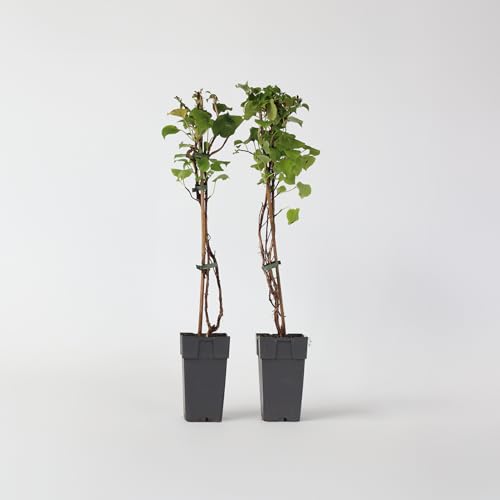 Plant in a Box - Hydrangea anomala Petiolaris – 2er-Set – Kletterhortensie – ⌀15 cm – Höhe 60–70 cm