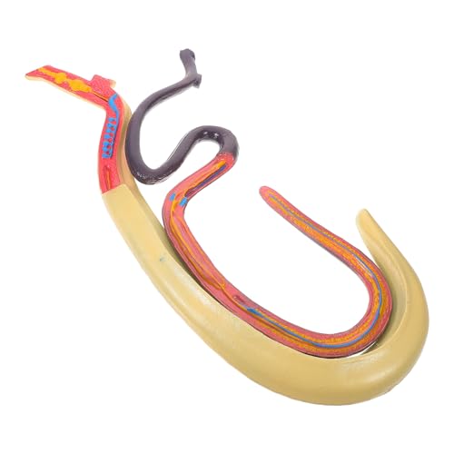 Modèle éducatif animal hermaphrodite pour enrichir vos cours de sciences