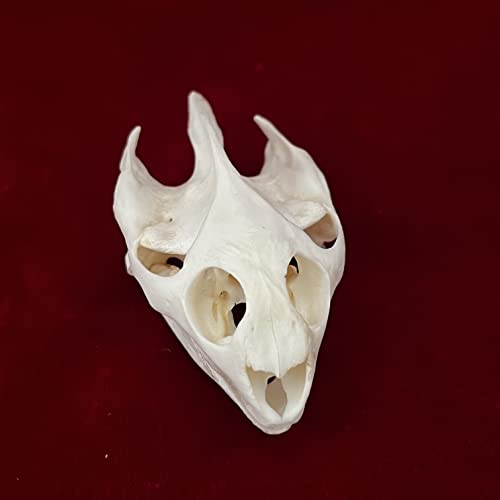 Taxidermy Real Animals Skulls, Real Bones Specimen, Taxidermy Supplies for Science Education, Special Gift (Turtle Skull)