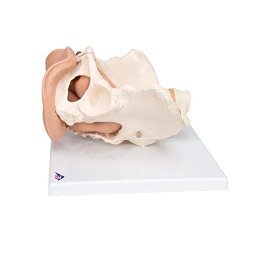 Image of 3B Scientific L31 Female Pelvis Skeleton w / genital organs 3-part - 3B Smart Anatomy