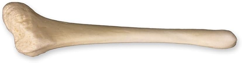 American Beaver Baculum (4cm) (Natural Bone)