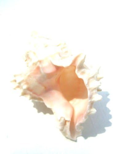 Amazon きれいな貝殻 ピンク ムレックス マリン 海 ディスプレイ シェル おもちゃ雑貨 おもちゃ