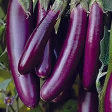 GISLENUS Black Long Brinjal Healthy Live Hybrid Vegetable Plant (B0CMWTBZBS) Amazon Price History, Amazon Price Tracker