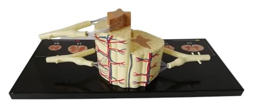 Modèle nerf spinal avec 31 paires de nerfs et corde sur base de support