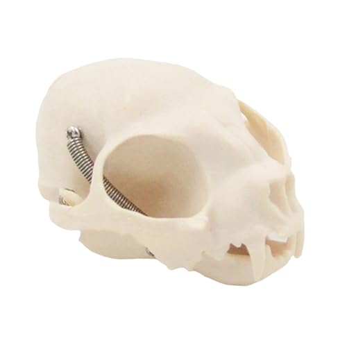 31GcjhVi6NL.jpg