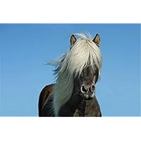 Puzzle 2000 Piezas Lobo Y Caballo - Rompecabezas Adultos 70x100cm