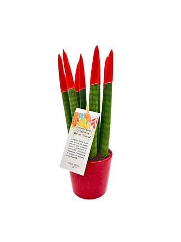 I GIARDINI DI GIULIA - Sansevieria Cylindrica punte di velluto in vaso di ceramica colorato diametro 12 cm. altezza 35 cm, pianta vera (Rosso)