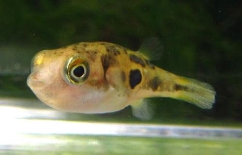 Pea Puffer Fish (3 Pack)