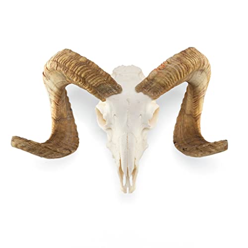 Domestic Ram Skull (Natural Bone)
