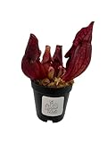 Sarracenia Purpurea Venosa Carnivorous Pitcher Plant in 2' Pot