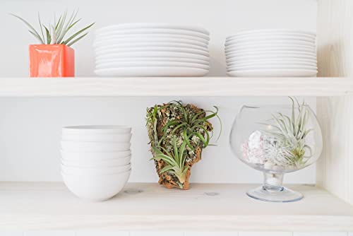 Air Plants Bulbosa Guatemala - Live Succulent House Plants - Available in Wholesale and Bulk - Home and Garden Decor - Easy Care Indoor and Outdoor Plants (Pack of 5)