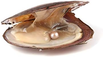 Miniatura 3 de 4 piezas de ostras de perlas cultivadas de agua dulce con perlas redondas en 4 colores (0.256-0.295 in) para hacer joyas o regalos de cumpleaños,